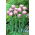 Lalea Sweet Desire - 5 buc.