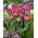 Wicked in Rosa tulipán - 5 uds