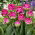 Wicked in Rosa tulipán - 5 uds