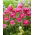 Tulipán rosa - 5 uds.