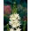 Great camas Semiplena - large package! - 20 pcs; large camas