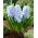 Blue Eyes hyacint - stort paket! - 30 st