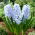 Blue Eyes hyacint - stort paket! - 30 st