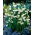 Gravetye Giant summer snowflake - 5 pcs; Loddon lily