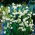 Gravetye Giant summer snowflake - 5 pcs; Loddon lily