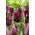 Black Jewel tulip - XXXL pack  250 pcs
