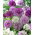 Alium mix ukrasni luk - 3 kom