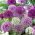 Alium mix ukrasni luk - 3 kom
