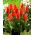 Tulpe 'Miramare' - XL-Packung - 50 Stk - 