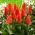 Tulpe 'Miramare' - XL-Packung - 50 Stk - 