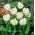 Tulipa fehér papagáj - Tulipán fehér papagáj - XXXL csomag 250 db.