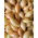 Cipolla invernale Shakespeare - 20 kg - 
