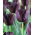 Tulipa Queen of Night - Tulipe Reine de la Nuit - Pack XXXL 250 pcs