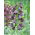 Fritillaria persica - Perzsa fritilli - XL csomag - 50 db.