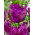 Tulipa Negrita Parrot - Tulip Negrita Parrot - XXXL pack 250 pcs