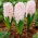 Hyacinth Apricot Passion - XXL pack 150 pcs