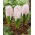 Hyacinth Apricot Passion - XXL pack 150 pcs