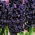 Hyacinthus Dark Dimension - Hyazinthe Dark Dimension - XL-Packung - 50 Stk