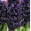 Hyacinthus Dark Dimension - Hyazinthe Dark Dimension - XL-Packung - 50 Stk