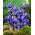 Iris Botanical Harmony - Pack XXXL - 500 uds
