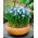 Muscari azureum - Grape Hyacinth azureum - XXXL pack - 500 pcs