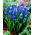 Muscari Dark Eyes - Grape Hyacinth Dark Eyes - XXXL pachet 250 buc.