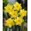 Narcissus Golden Harvest - Narzisse Golden Harvest - XXXL-Packung 250 Stk - 
