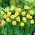 Daffodil "Sun Disc" - XXXL pack  250 pcs