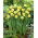 Daffodil "Sun Disc" - XXXL pack  250 pcs