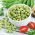 Sprouts - zaden - Erwt - Pisum sativum