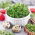 Sprouting seeds - Cress - Zesty Superfood Boost in Just Days - Fresh Seeds