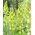Crin persan cu flori albe - Alb - pachet XL - 50 buc - 