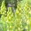 Crin persan cu flori albe - Alb - pachet XL - 50 buc - 