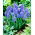 Muscari Blue Spike - Grape Hyacinth Blue Spike - XXXL pakke - 500 stk