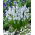 Druvhyacint Muscari Peppermint - XXXL förpackning - 500 st