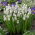 Muscari Tigru siberian - Zambila de struguri Tigru siberian - pachet XXXL - 500 buc.