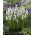 Muscari Tigru siberian - Zambila de struguri Tigru siberian - pachet XXXL - 500 buc.