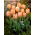 Tulipa Apricot Beauty - Tulip Apricot Beauty - XXXL pakke 250 stk.
