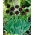 Tulp Black Hero - Tulp Black Hero - XXXL pak 250 st - 