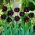 Tulp Black Hero - Tulp Black Hero - XXXL pak 250 st - 