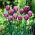 Airone azzurro Tulipa - Airone azzurro tulipano - XXXL conf. 250 pz