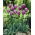 Airone azzurro Tulipa - Airone azzurro tulipano - XXXL conf. 250 pz