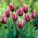 Tulipa Chansonette - Tulip Chansonette - XXXL pack  250 pcs