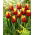 Tulipan "Danmark" - XXXL pakke 250 stk
