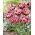 Tulipa Drumline - Tulip Drumline -  XXXL pack  250 pcs