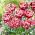 Tulipa Drumline - Tulip Drumline -  XXXL pack  250 pcs