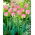 Tulipa Greenland - Tulip Greenland - XXXL pakke 250 stk.
