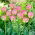 Tulipa Greenland - Tulip Greenland - XXXL pakke 250 stk.