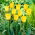 Tulipa Hamilton - Tulip Hamilton - XXXL pack  250 pcs