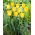Tulipa Hamilton - Tulip Hamilton - XXXL pack  250 pcs